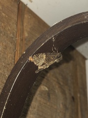 Euplexia benesimilis