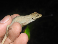 Anolis heteropholidotus