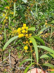 Acacia legnota
