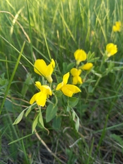 Sophoreae