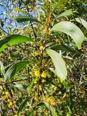 Acacia legnota