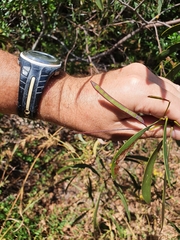 Acacia legnota