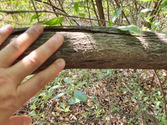 Acacia legnota