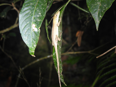 Anolis heteropholidotus