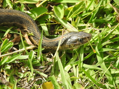 Thamnophis fulvus