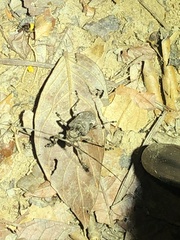 Lagocheirus araneiformis
