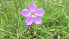 Pterogastra divaricata