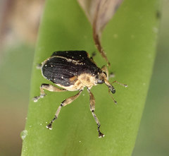 Mononychus vulpeculus