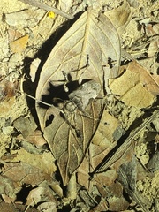 Lagocheirus araneiformis