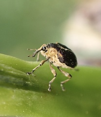 Mononychus vulpeculus
