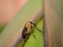 Mononychus vulpeculus