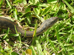 Thamnophis fulvus