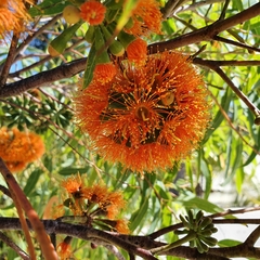 Eucalyptus phoenicea