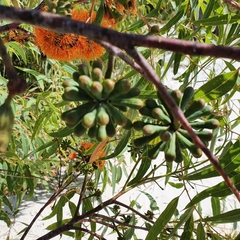 Eucalyptus phoenicea