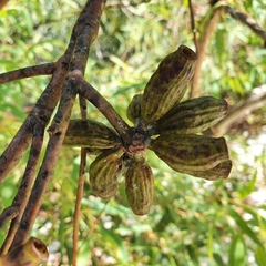 Eucalyptus phoenicea