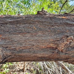 Eucalyptus phoenicea