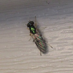 Merosargus caeruleifrons