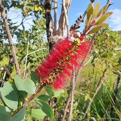 Melaleuca polandii