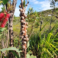 Melaleuca polandii