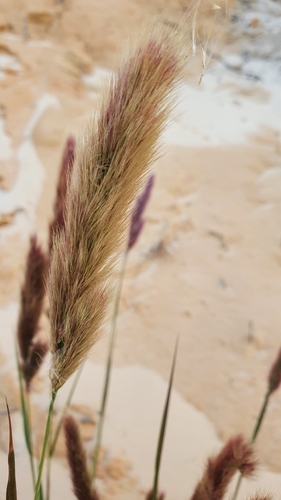 Hare's foot grass (Eragrostis leporina) · iNaturalist United Kingdom