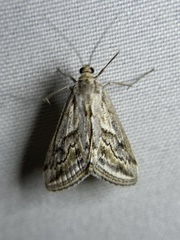 Evergestis vinctalis