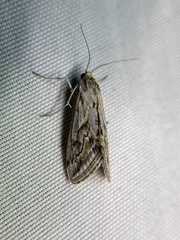 Evergestis vinctalis