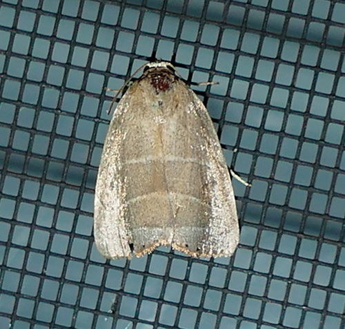 Straight-lined Mallow Moth photo 3