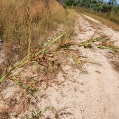 Themeda quadrivalvis