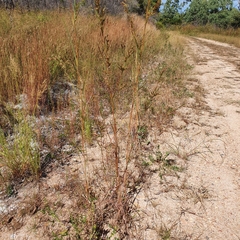 Themeda quadrivalvis