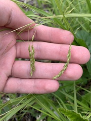 Carex debilis rudgei