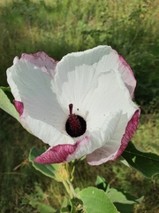 Hibiscus sankowskyorum
