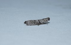 Cryptoblabes euraphella