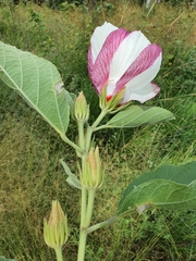 Hibiscus sankowskyorum