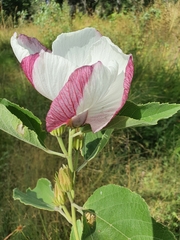 Hibiscus sankowskyorum