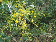 Acacia racospermoides