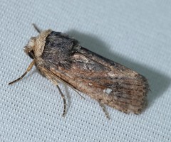 Proteuxoa testaceicollis