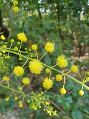 Acacia racospermoides