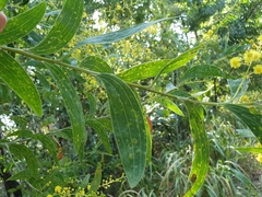 Acacia racospermoides