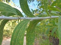 Acacia racospermoides