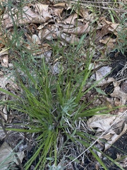 Dichanthelium linearifolium