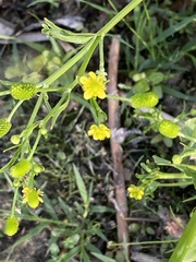 Ranunculus sceleratus multifidus