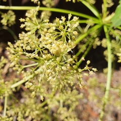 Mackinlaya confusa
