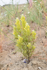 Orthocarpus barbatus