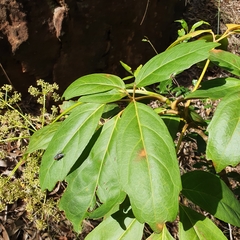 Mackinlaya confusa
