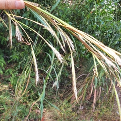 Andropogon gayanus