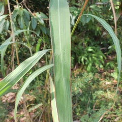 Andropogon gayanus