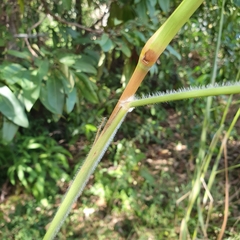 Andropogon gayanus