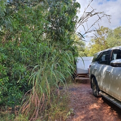 Andropogon gayanus