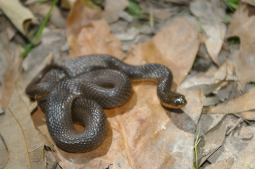 Glossy Swampsnake