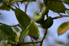 Tabernaemontana alba